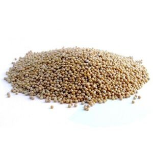 Hořčice bílá - semeno - Sinapis alba - Semen sinapis 50 g